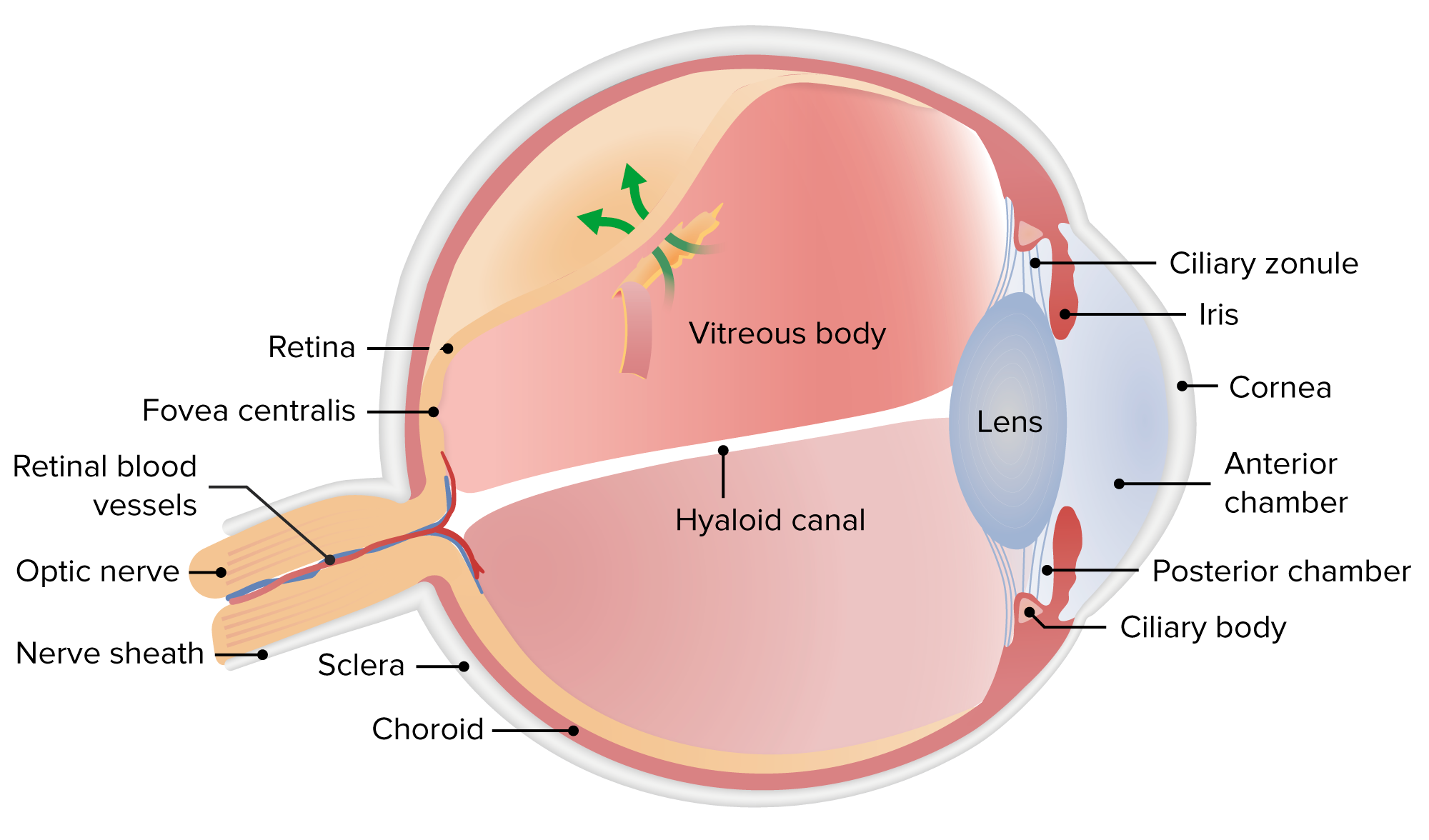 retina